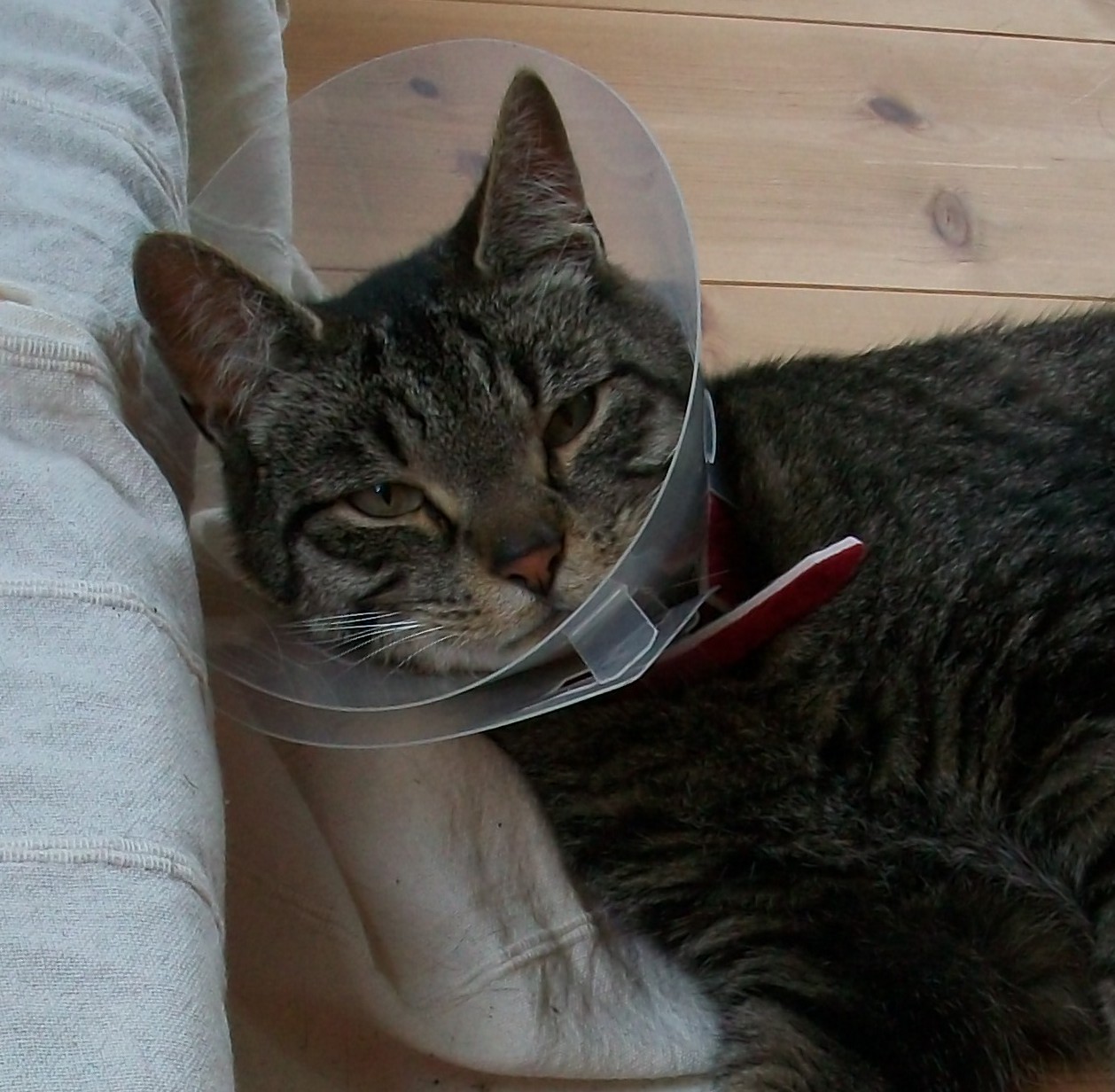 cat cone after spay