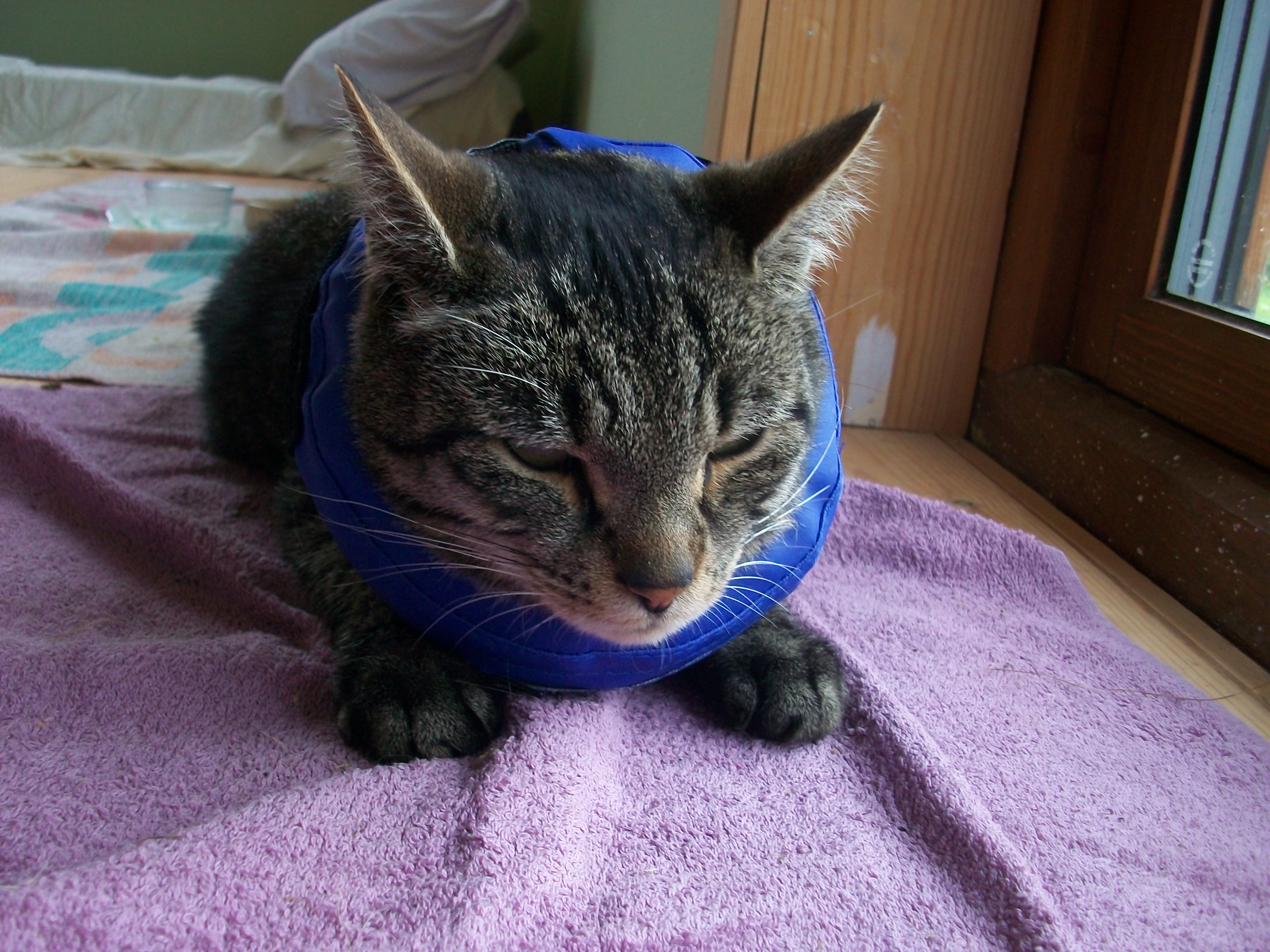 cat collar to stop scratching