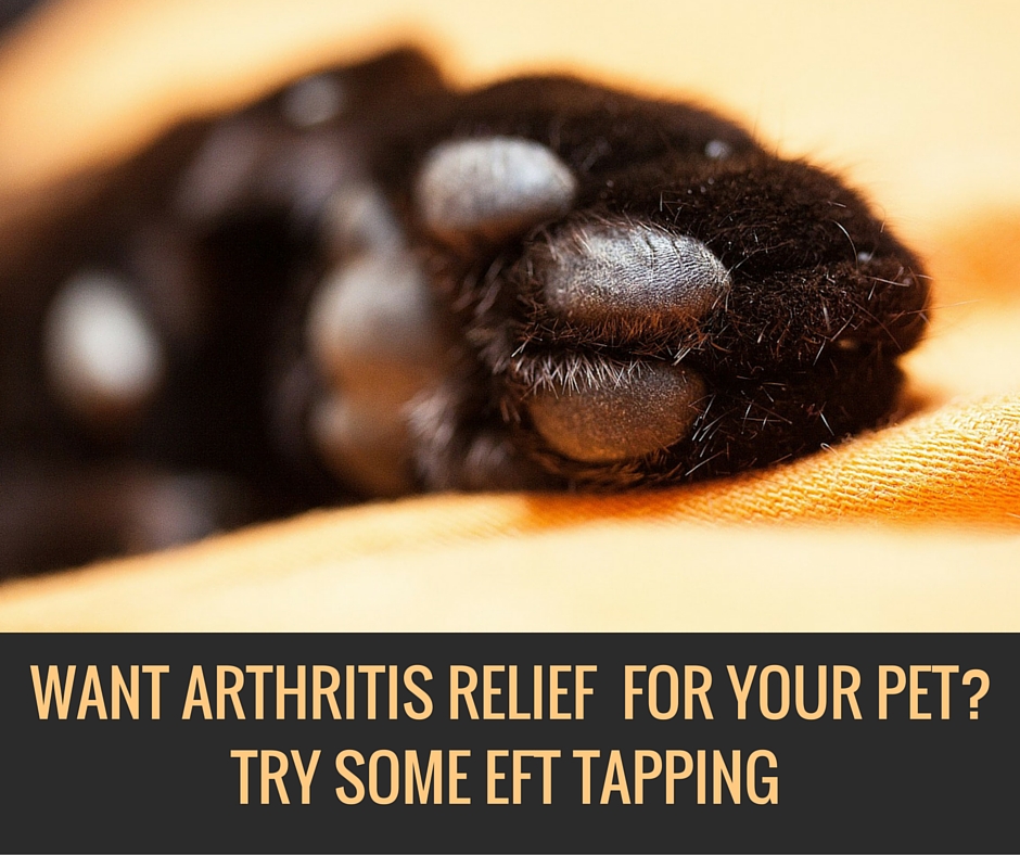 Relief from pet arthritis with EFT tapping for animals