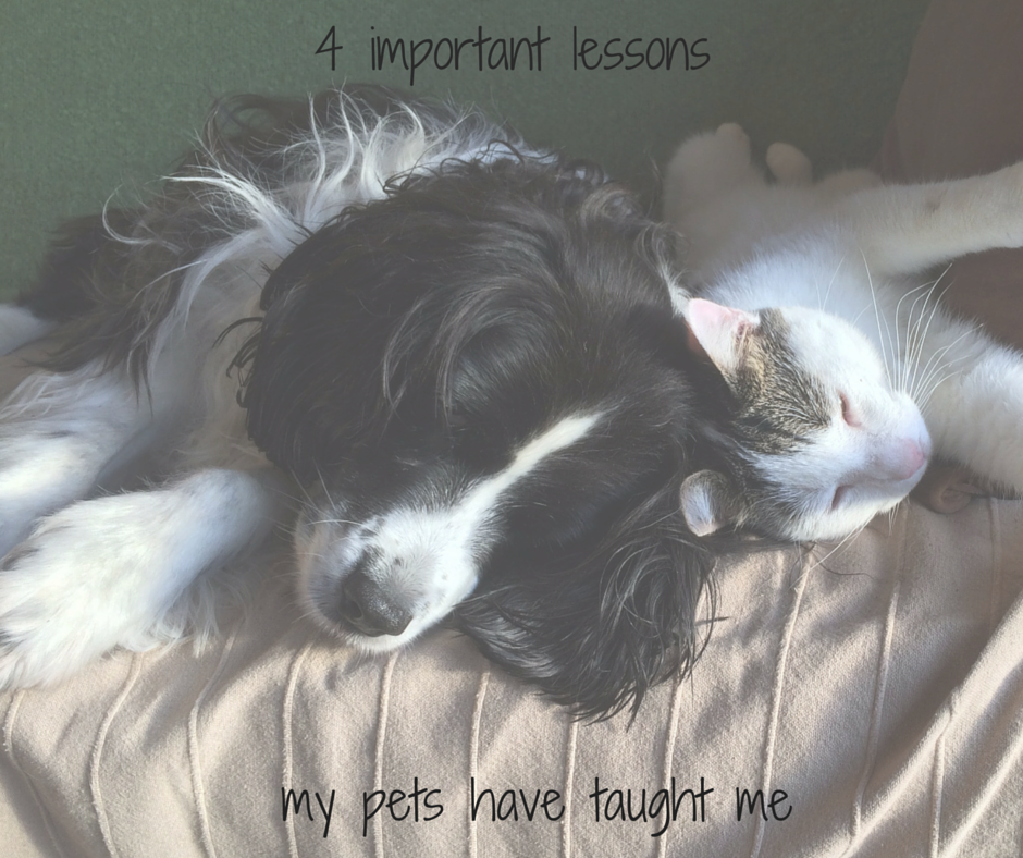 4 importnat lessons my pets have taught me
