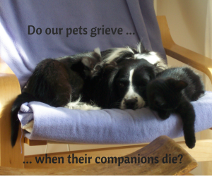 Do our pets grieve when their companions die?