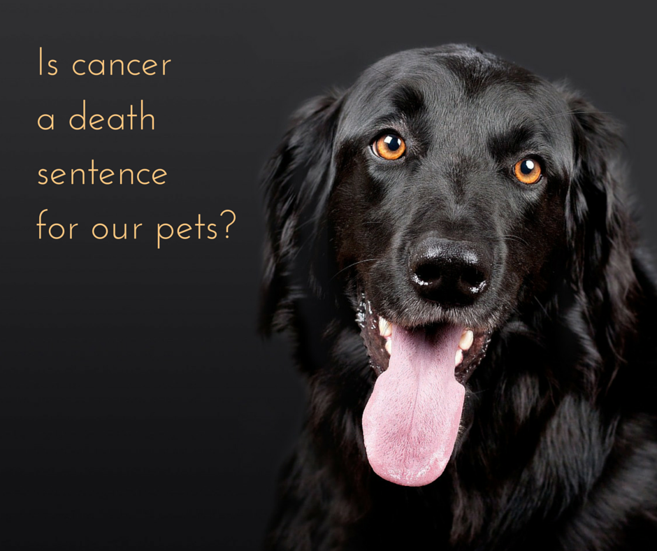 Is cancer a death sentence for our pets