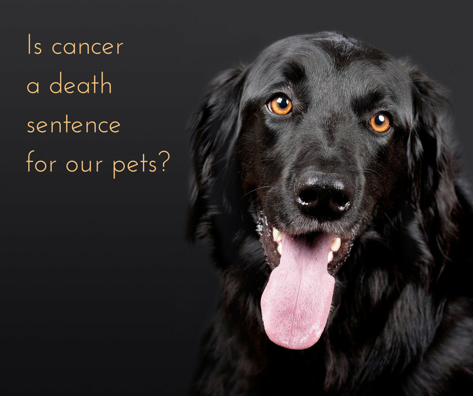 is-cancer-a-death-sentence-for-your-dog-or-cat