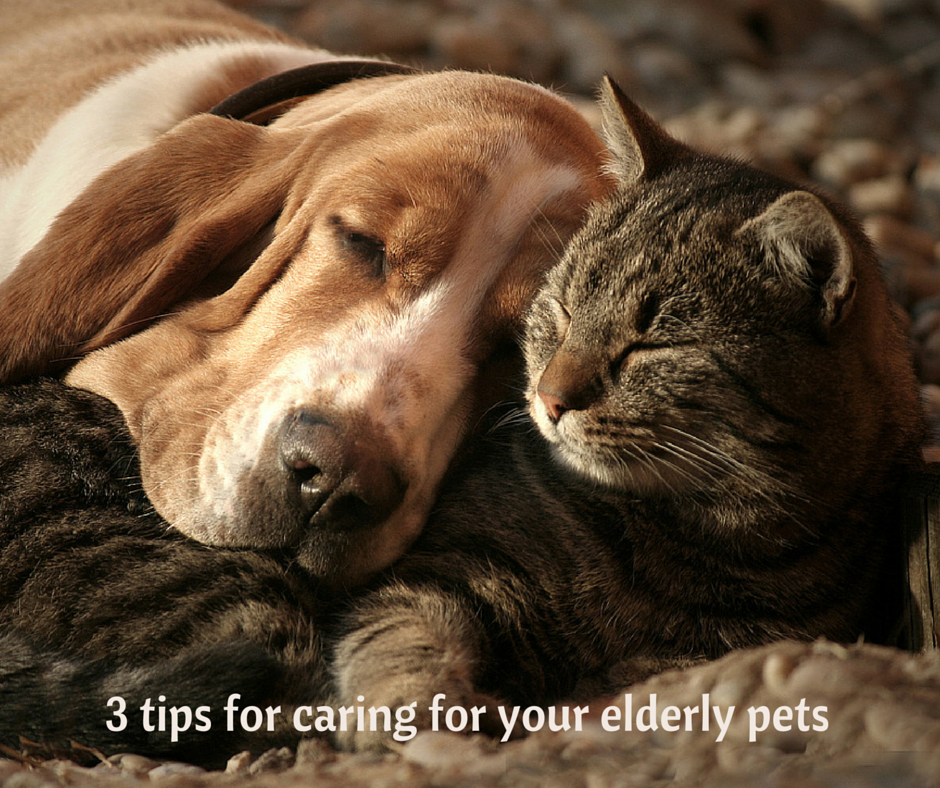 caring for elderly pets