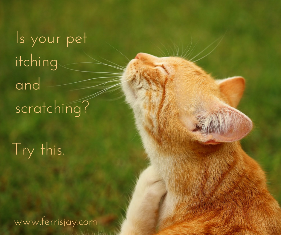 healing your pets skin issues like itching and scratching