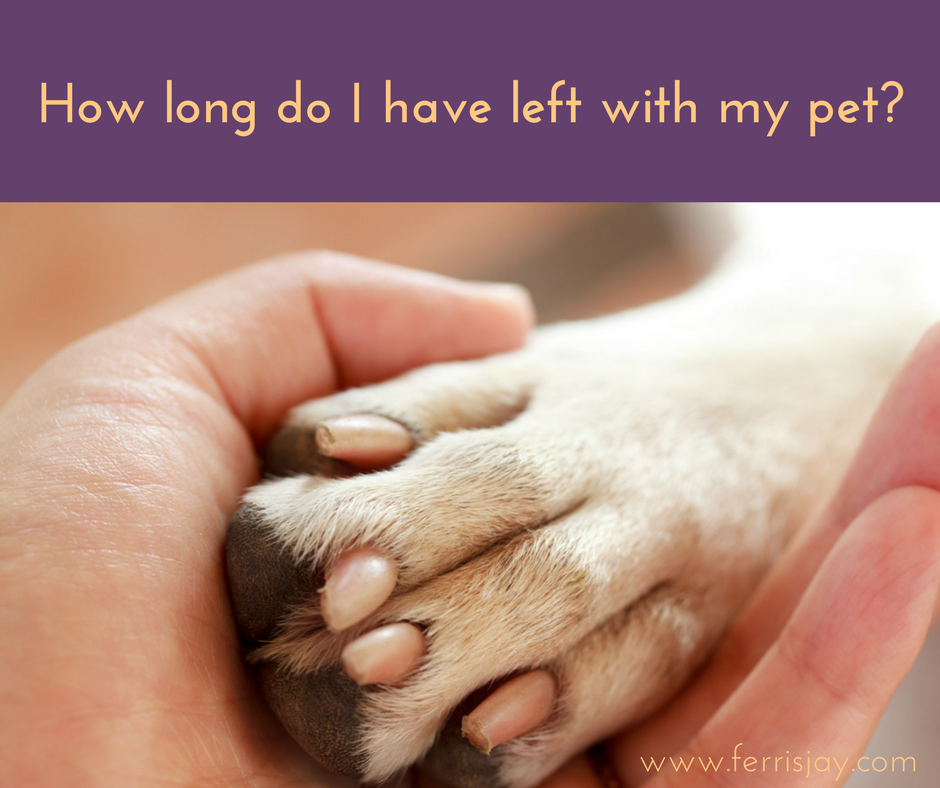 How long do I have left with my pet?